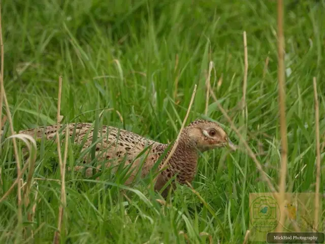 Common Pheasant