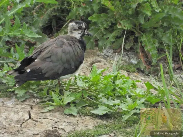 Northern Lapwing
