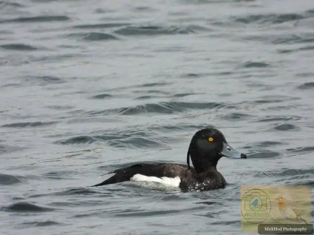 Tufted Duck