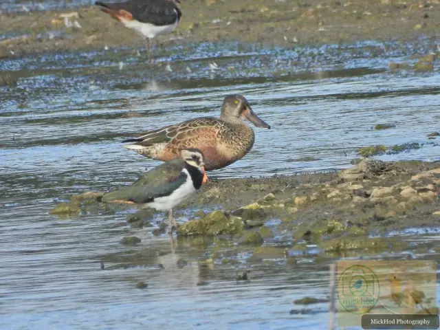 Northern Lapwing & Northern Shoveler