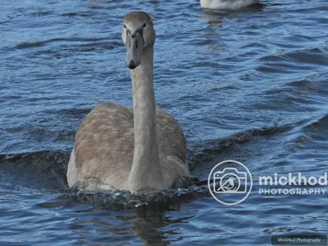 Mute Swan (Juvenile)