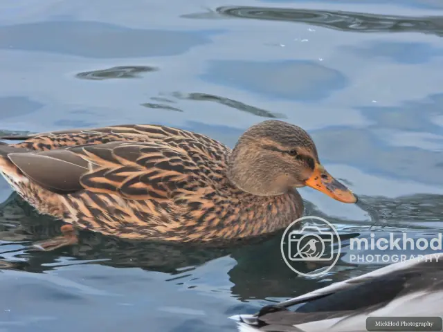 Mallard (Female)