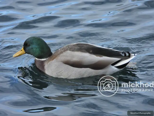 Mallard (Male)