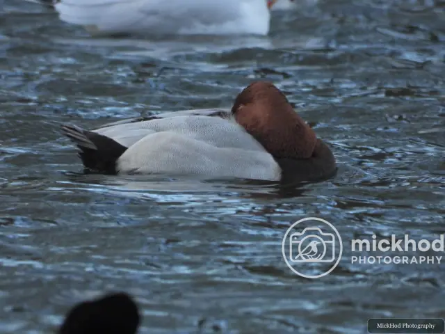 Common Pochard