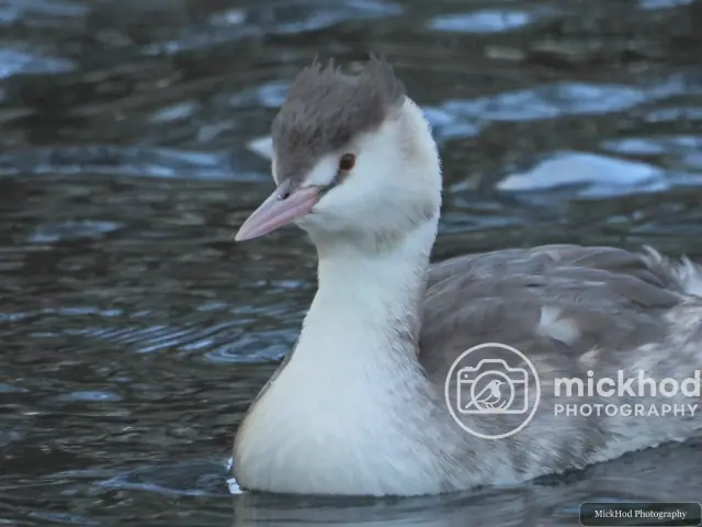 Great Crested Grebe