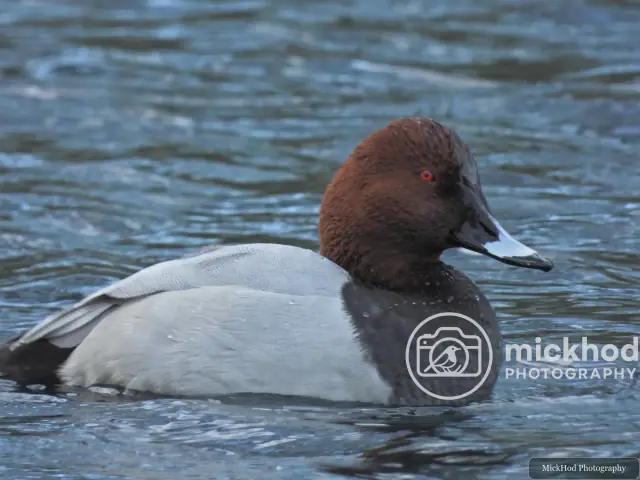 Common Pochard