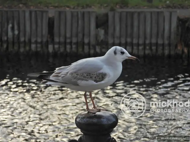 Black-headed Gull