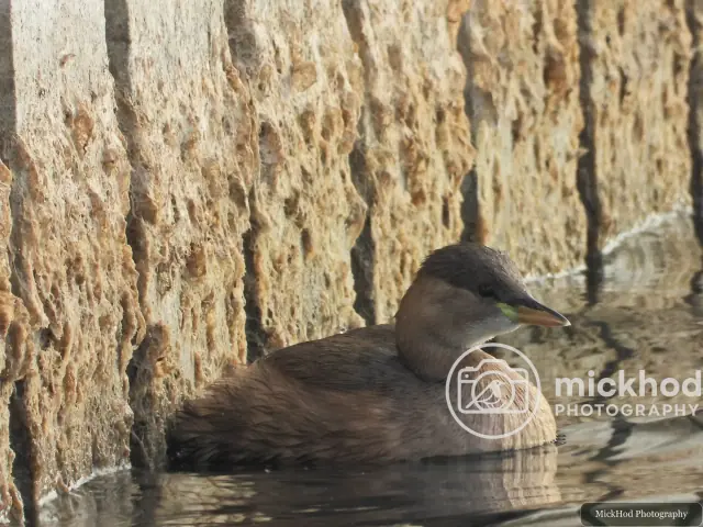 Little Grebe