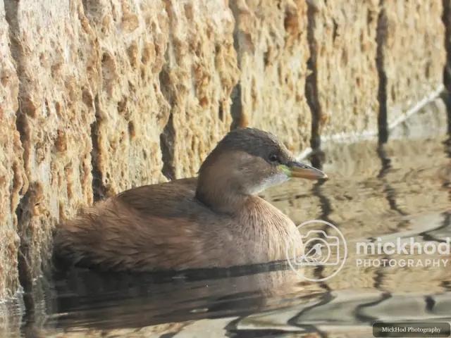 Little Grebe
