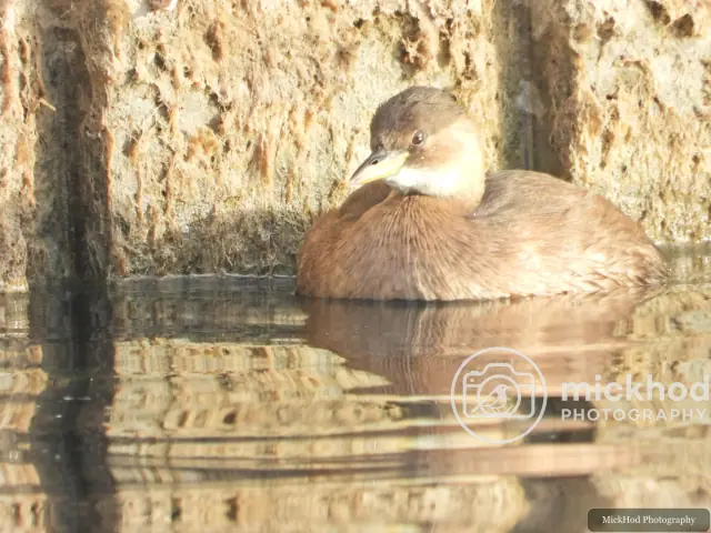 Little Grebe