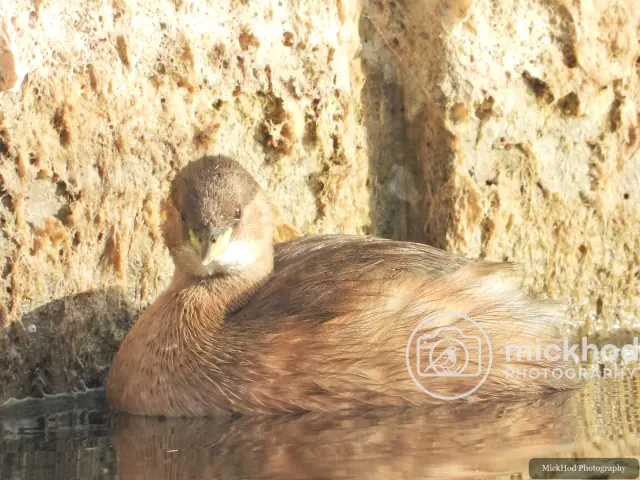 Little Grebe