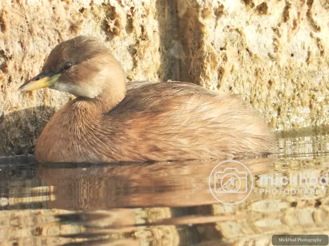 Little Grebe
