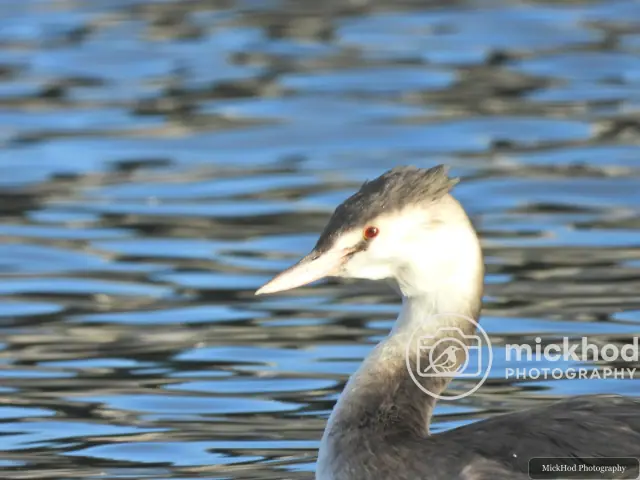 Great Crested Grebe
