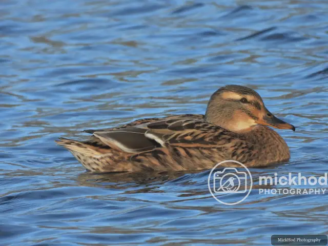 Mallard