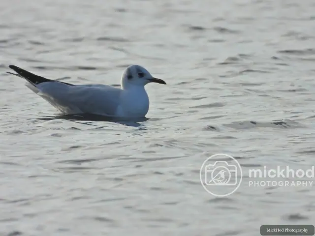 Black-headed Gull