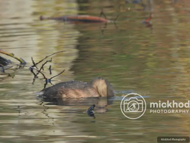 Little Grebe
