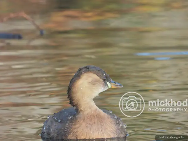 Little Grebe