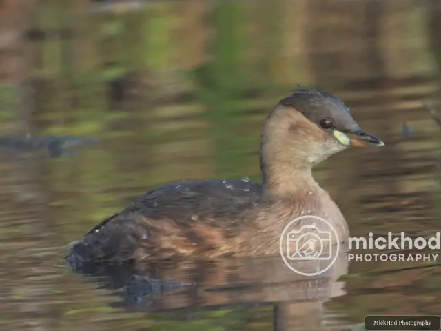 Little Grebe