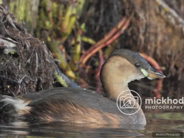 Little Grebe