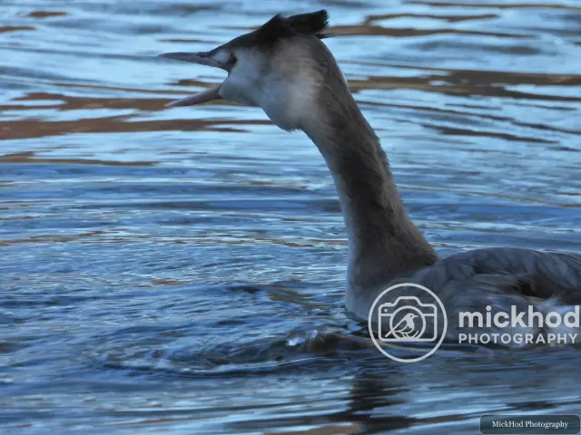 Great Crested Grebe