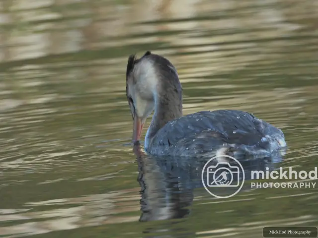 Great Crested Grebe