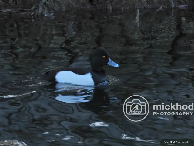Tufted Duck
