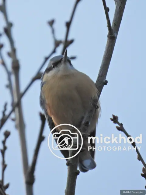 Eurasian Nuthatch