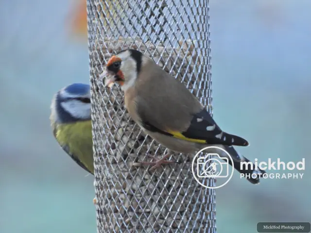 European Goldfinch