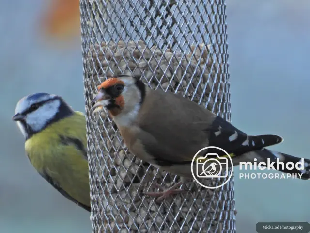 European Goldfinch