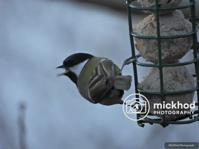 Coal Tit
