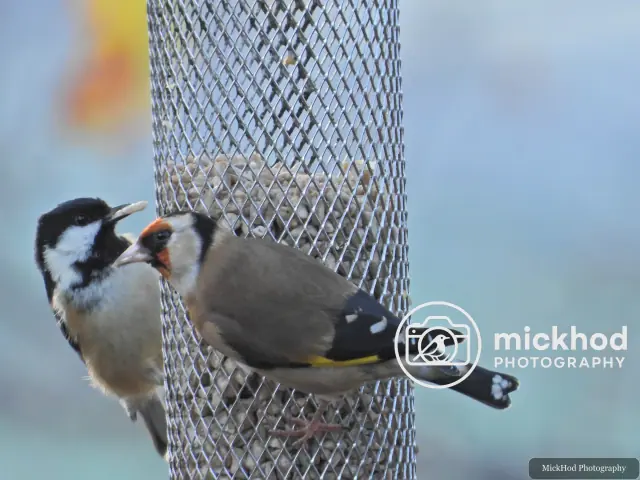 European Goldfinch