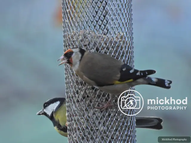 European Goldfinch