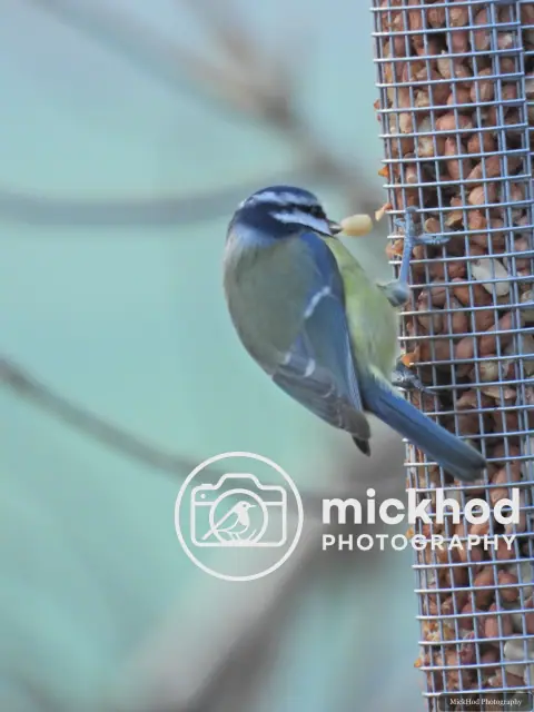 Eurasian Blue Tit