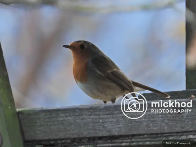 European Robin