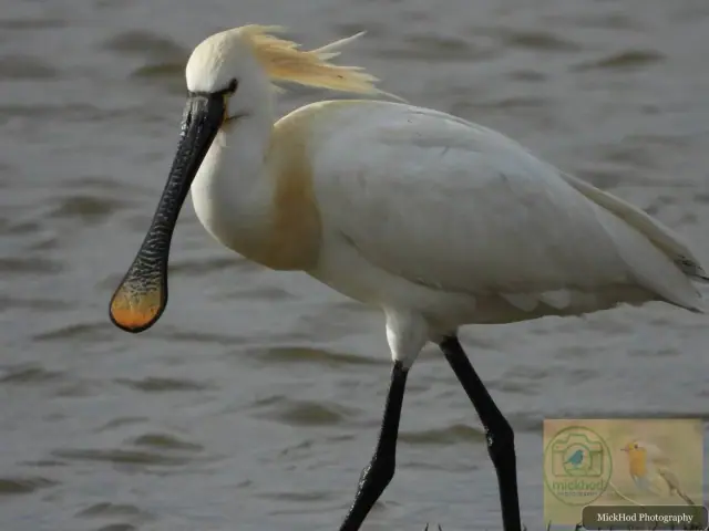 Eurasian Spoonbill