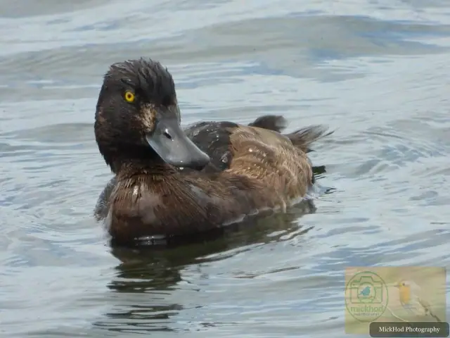 Tufted Duck