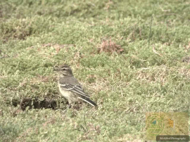 Pied Wagtail