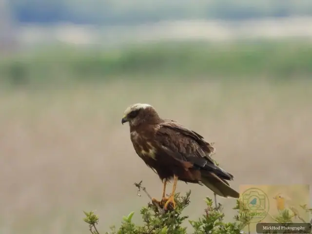 Western Marsh Harrier