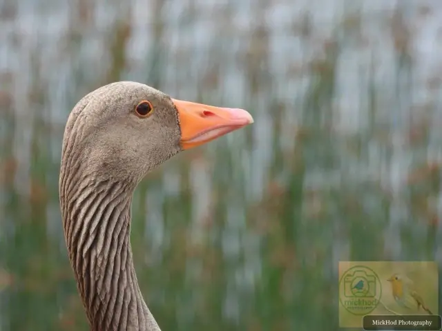 Greylag Goose