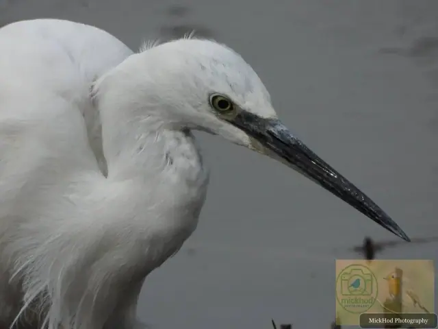 Little Egret