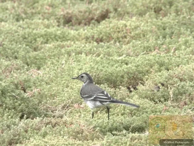 Pied Wagtail