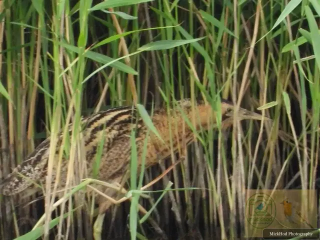 Eurasian Bittern