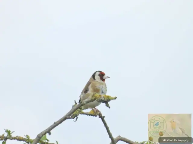 European Goldfinch