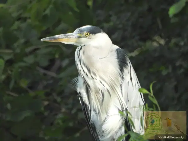 Grey Heron