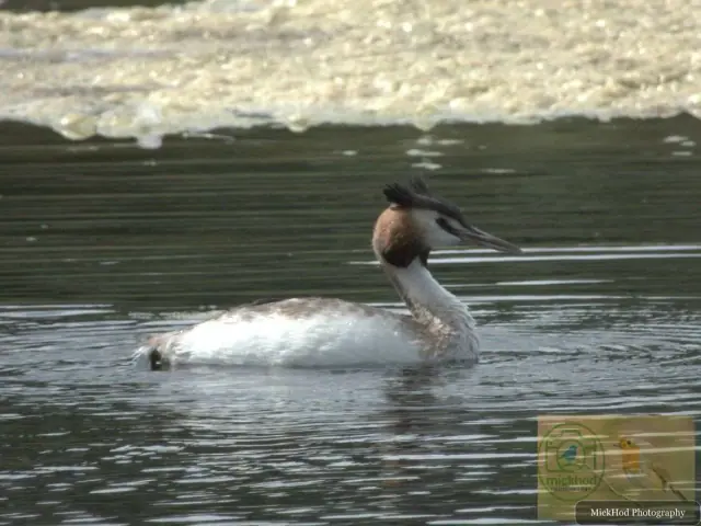 Great Crested Grebe
