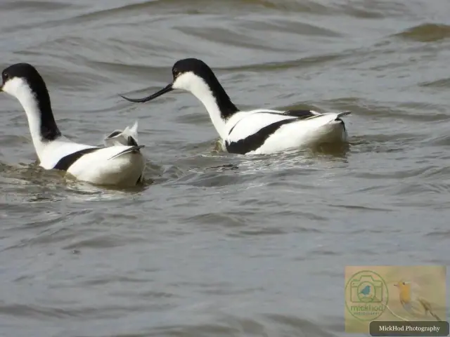 Pied Avocet