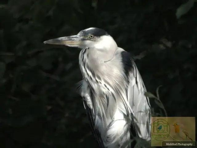 Grey Heron