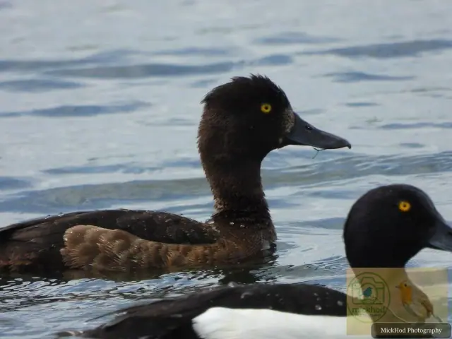 Tufted Duck