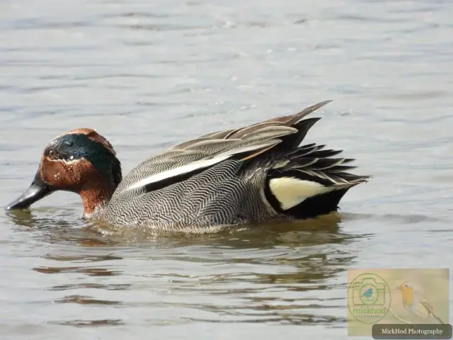 Eurasian Teal