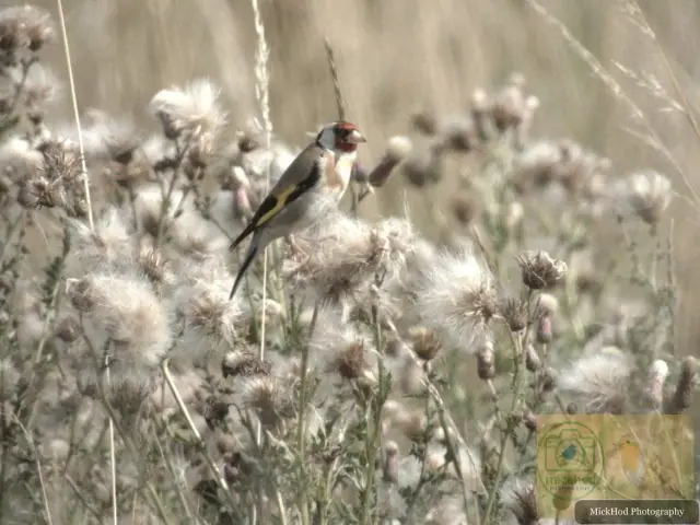 European Goldfinch